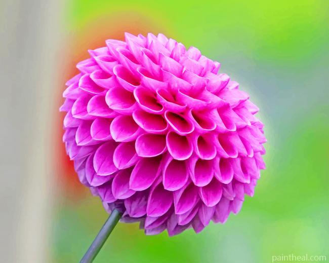 Purple Dahlia Painting By Numbers Kits