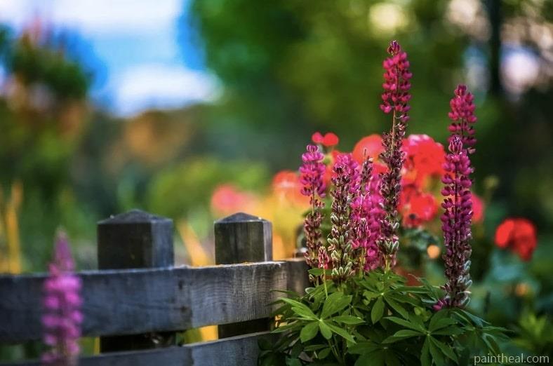 Lupine Plant Painting By Numbers Kits