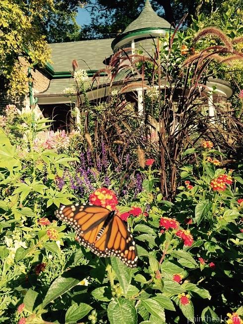 Monarch Butterfly In Garden Painting By Numbers Kits