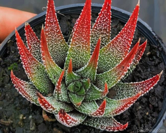 Red Succulent Plant Painting By Numbers Kits