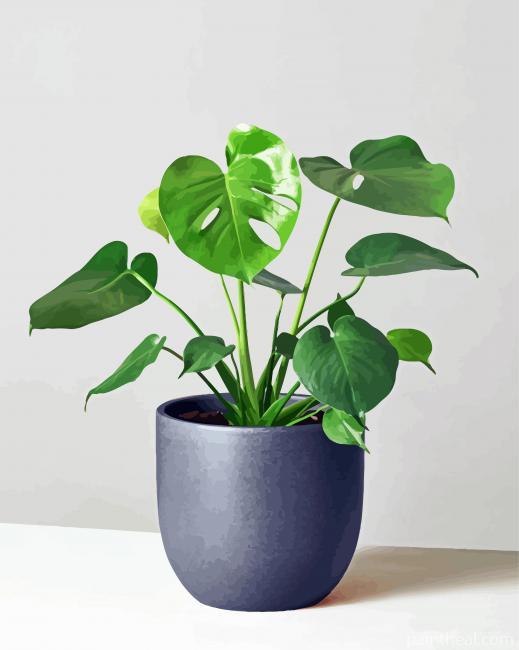 Monstera Painting By Numbers Kits