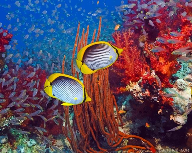 Coral Reef And Tropical Fish Painting By Numbers Kits