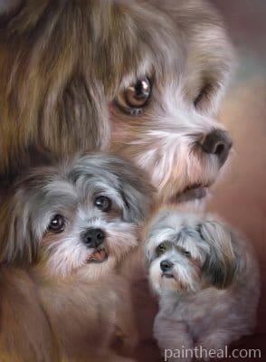 Shih Tzu Dogs Painting By Numbers Kits
