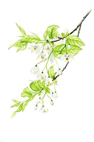 Spring Jasmine Blooms Painting By Numbers Kits