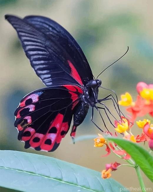 Red Bodied Swallowtail Butterfly Painting By Numbers Kits