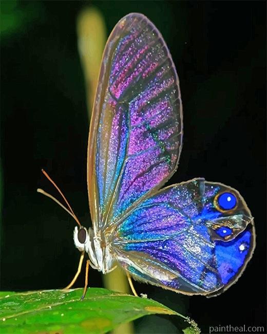 Iridescent Butterfly Painting By Numbers Kits