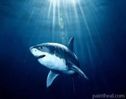 Deep Shark Painting By Numbers Kits