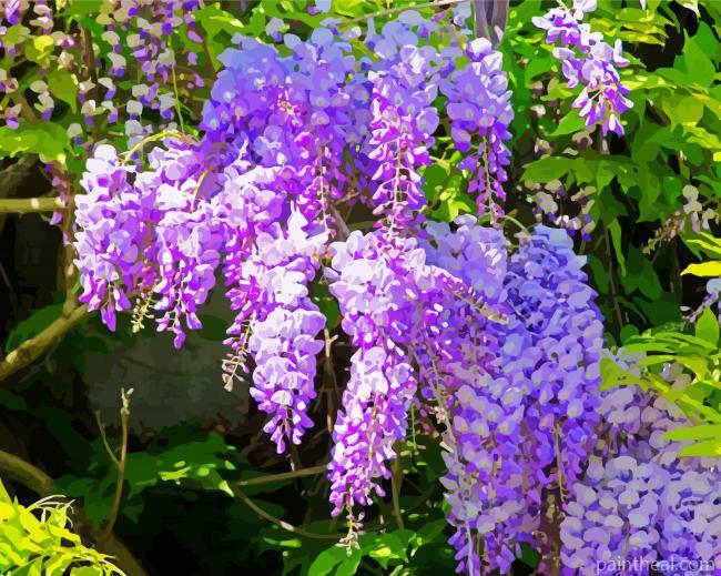 Purple Flowers Wisteria Painting By Numbers Kits