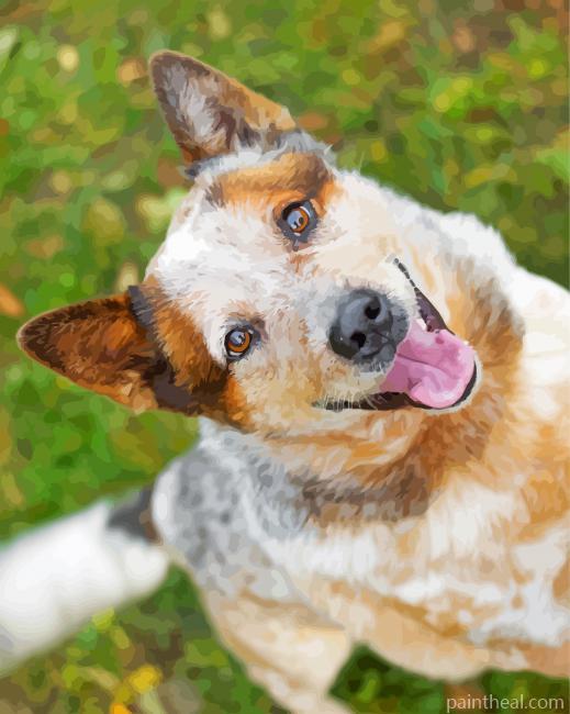 Australian Red Heeler Painting By Numbers Kits