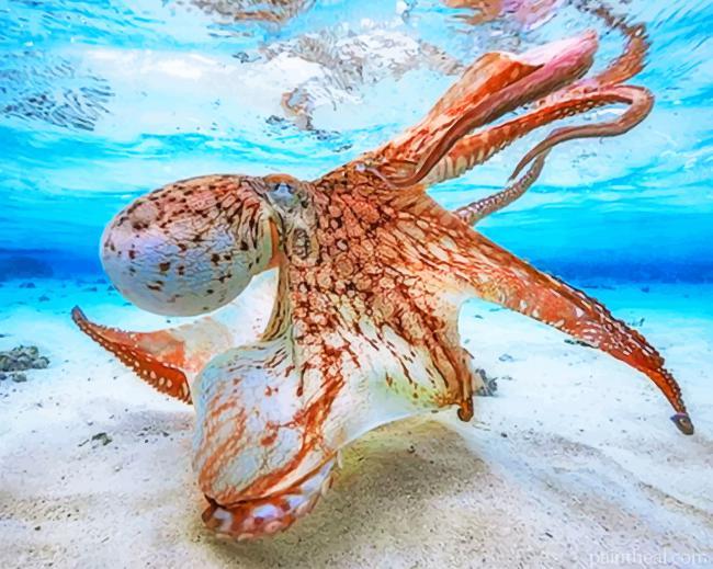 Orange Octopus Under Water Painting By Numbers Kits