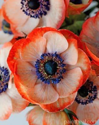 Coral Anemone Flower Painting By Numbers Kits