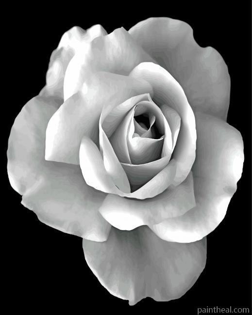 Black And White Rose Painting By Numbers Kits