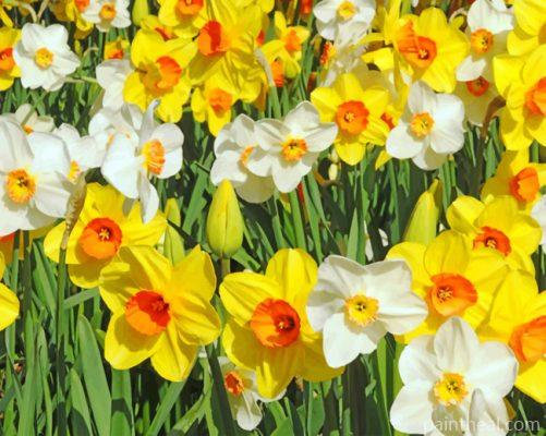 White And Yellow Daffodils Painting By Numbers Kits