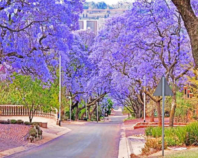 Purple Bloom Pretoria Painting By Numbers Kits