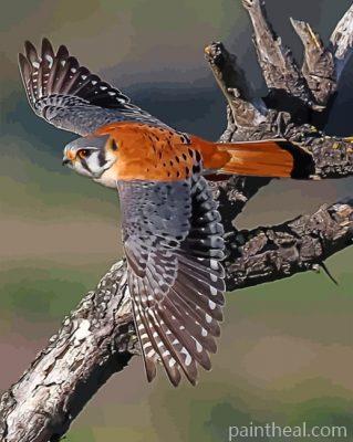 American Kesrel Desert Bird Painting By Numbers Kits