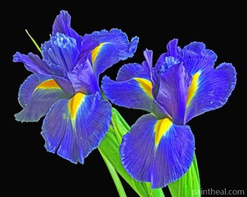 Irises Flowers Painting By Numbers Kits