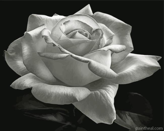 Aesthetic Black And White Rose Painting By Numbers Kits
