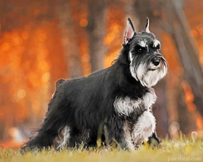 Black And Grey Schnauzer Painting By Numbers Kits