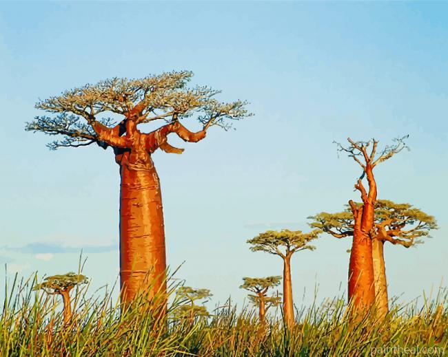 Alley Of The Baobabs Madagascar Painting By Numbers Kits