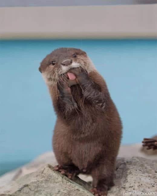 Funny Asian Small Clawed Otter Painting By Numbers Kits