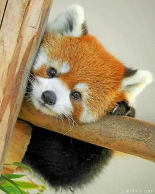 Baby Red Panda Painting By Numbers Kits