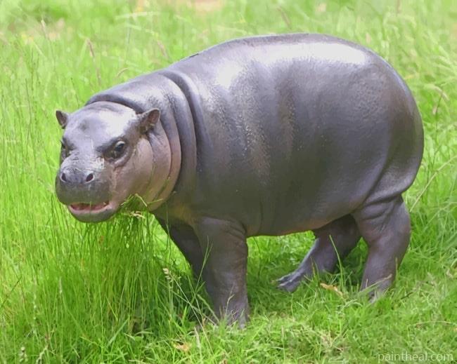 Pygmy Hippopotamus Animal Painting By Numbers Kits