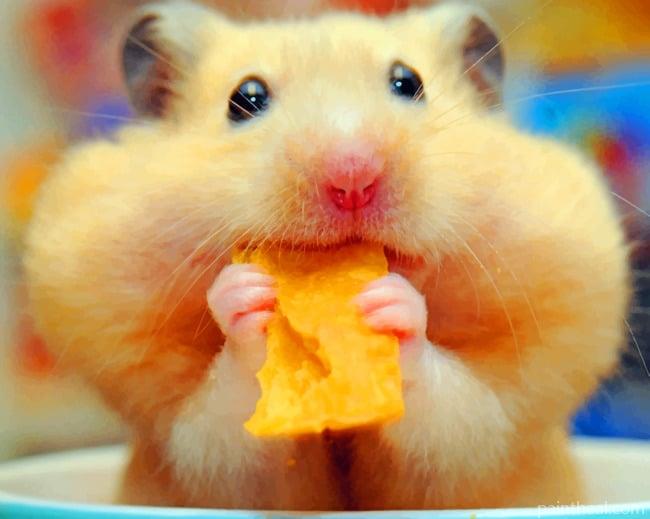 Hamster Eating Chips Painting By Numbers Kits