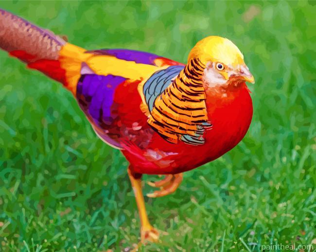 Golden Pheasant Painting By Numbers Kits