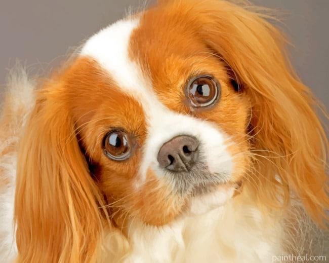 King Charles Cavalier Pet Painting By Numbers Kits