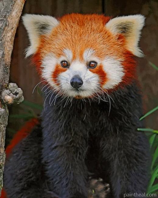 Red Panda Painting By Numbers Kits