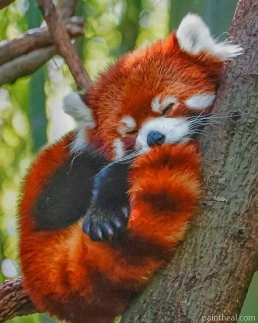 Red Panda Sleeping Painting By Numbers Kits