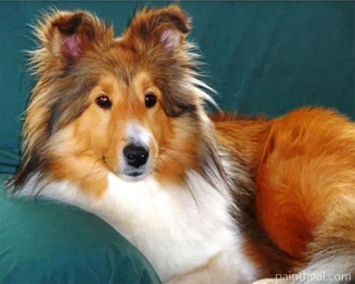 Sheltie Dog Painting By Numbers Kits
