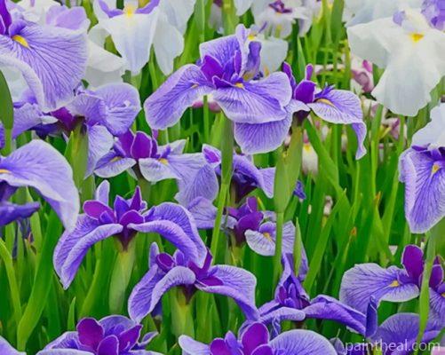 Iris Flower Field Painting By Numbers Kits