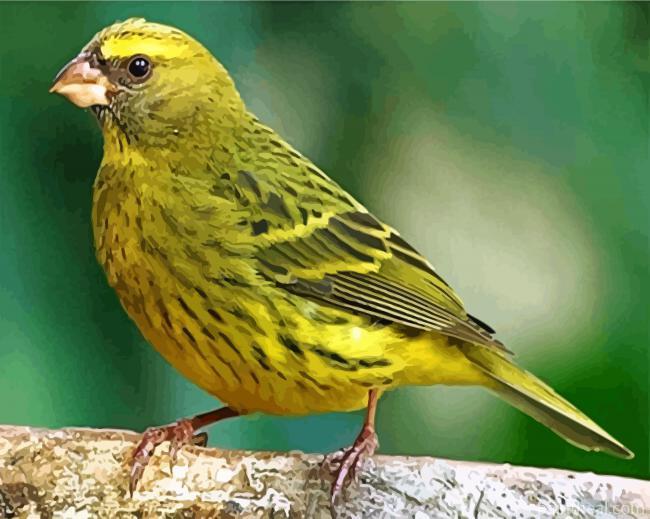 Cute Canary Bird Painting By Numbers Kits