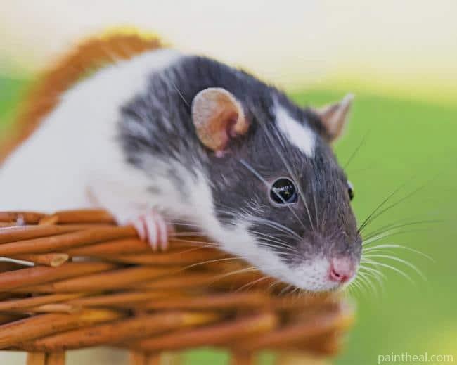 Adorable Hamster Painting By Numbers Kits