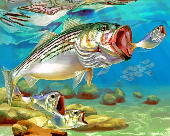 Striper Fish Underwater Painting By Numbers Kits