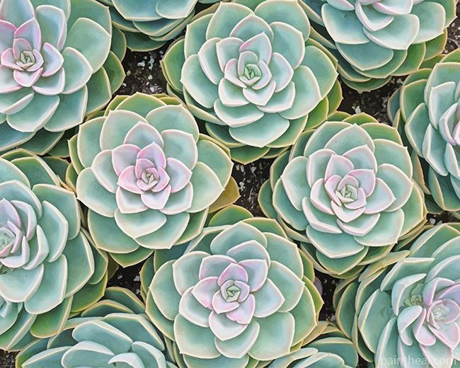 Beautiful Succulents NEW Painting By Numbers Kits