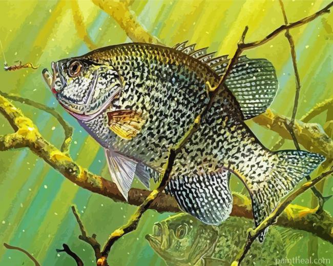 Crappie Underwater Painting By Numbers Kits