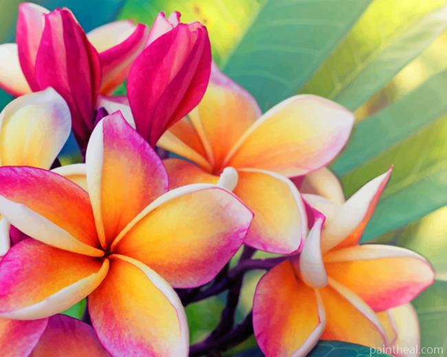 Frangipani Flower Painting By Numbers Kits