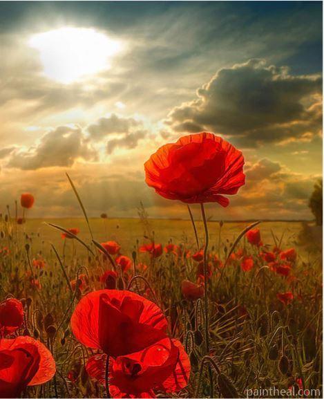 Anemone Coronaria Flower Landscape Painting By Numbers Kits