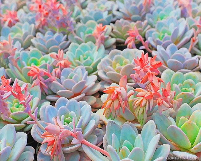Succulent Plant NEW Painting By Numbers Kits