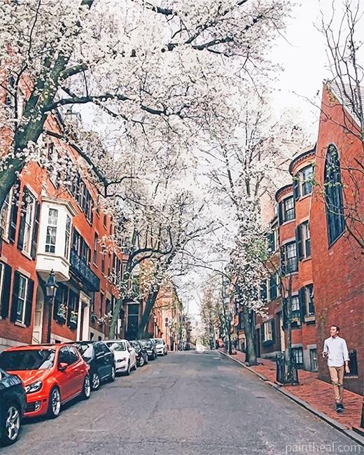 Cherry Blossom Boston Painting By Numbers Kits