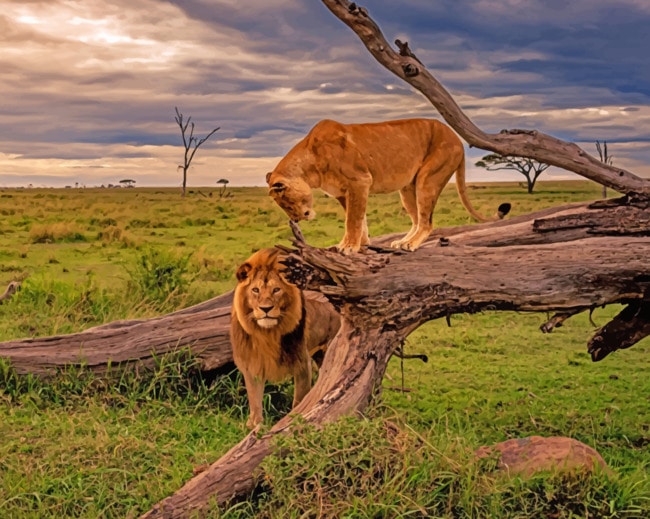 2024 Lion And Lioness On A Tree Paint By Number