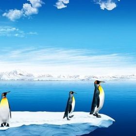 Penguin in snow paint by number
