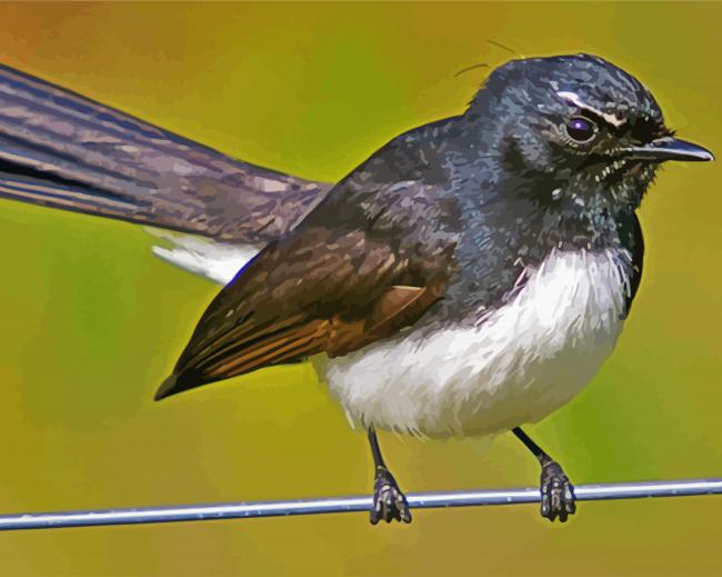 Willy wagtail bird paint by numbers e