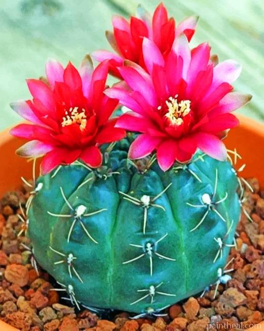 Succulent Cactus NEW Painting By Numbers Kits