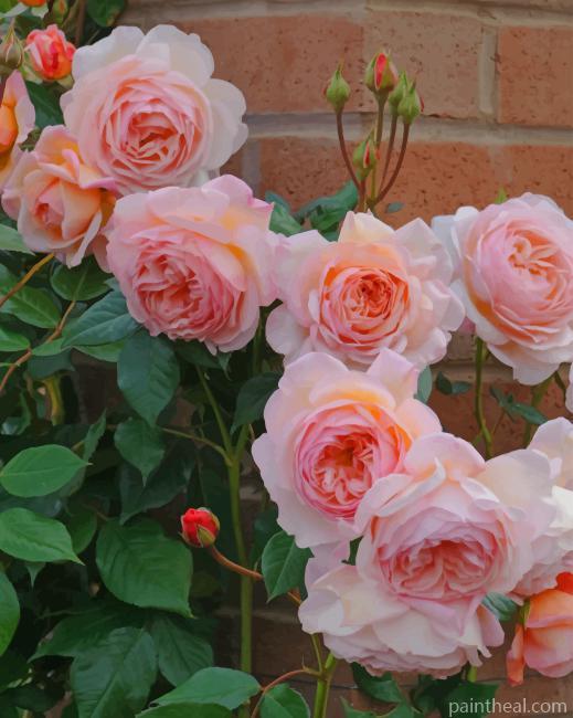 Rose Flowers NEW Painting By Numbers Kits
