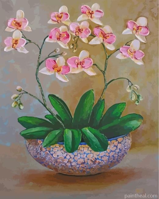 White Orchid Flowers Painting By Numbers Kits
