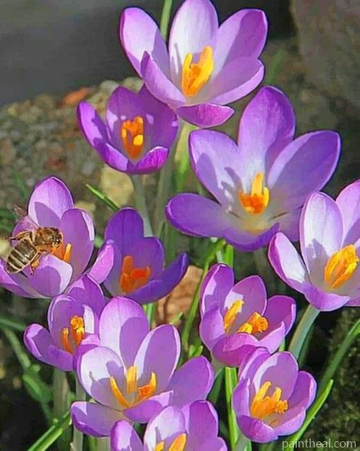 Crocus Vernus Flowers Painting By Numbers Kits