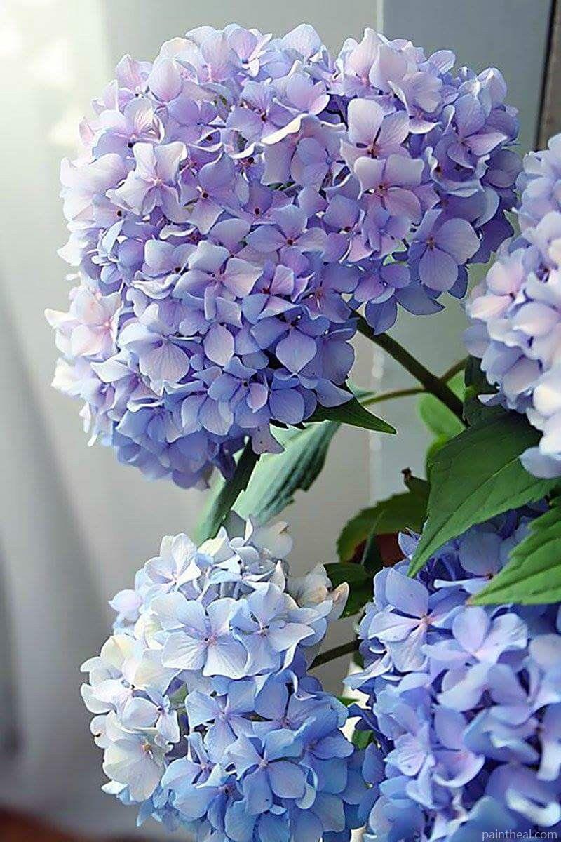 Blue Hydrangeas Painting By Numbers Kits